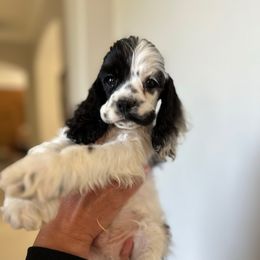 Green collar - Black and white male Cocker Spaniel puppy in Bonsall, California from CuttinBlue Farms