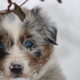 Reggie - Blue merle male Australian Shepherd puppy in Smicksburg, Pennsylvania from Zaneca Aussies