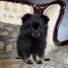 KC - Black and tan male Pomeranian puppy in San Jacinto, California from Savvypomeranians