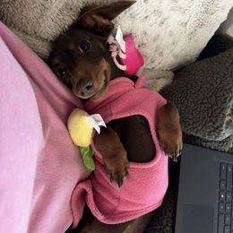 Sassy - Dachshund