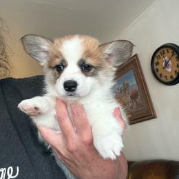 Nellie - Red female Pembroke Welsh Corgi puppy in Cheyenne, Wyoming from BriarFox Welsh Corgis