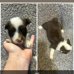 Marie - Red tri female Miniature Australian Shepherd puppy in Granby, Missouri from Macks Mini Aussies
