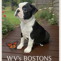 Girl 1 - Black and white female Boston Terrier puppy in North Central, Vermont from Windy Valley’s Bostons