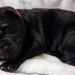 German Shepherd Puppies from Prolific Northwest K9s