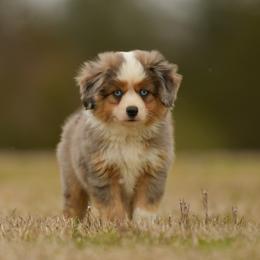 Miniature Australian Shepherd and Toy Australian Shepherd Puppies from Southern Edition Aussies