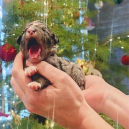 Boy 2 - Black and white male Aussiedoodle puppy in Yacolt, Washington from Aussiedoodles by Maggie