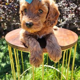Peaches - Red female Cavapoo puppy in Roseville, California from Heavenly Goldendoodles