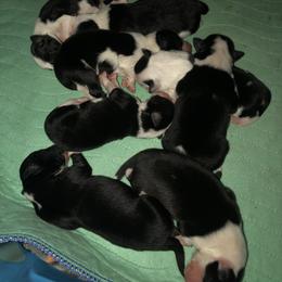 Border Collie Puppies from Cahill’s Canines