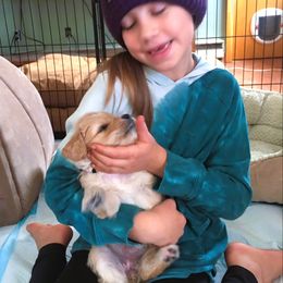 Goldendoodle Puppies from CharLia's Holistic English Cream Golden Retrievers & Doodles