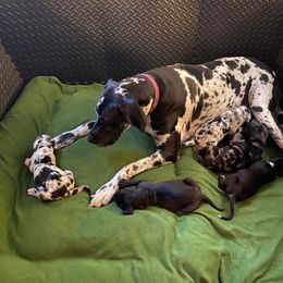 Great Dane puppies from D&M Danes