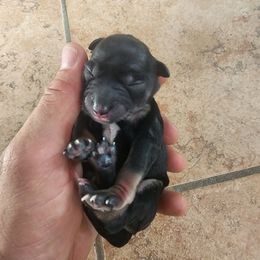 Miniature Schnauzer Puppies from Bellas Schnauzers