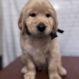 Black collar male- golden retriever - Golden male Golden Retriever puppy in Piedmont, South Carolina from The Farm at Saluda Ridge