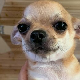 Boston Terriers and Chihuahuas from The Wolf Pack