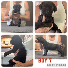Boy 7 - Cane Corso puppy in Tennessee from Nuovo Inizi Kennels