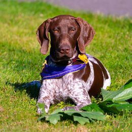 German Shorthaired Pointer All Grown Up from OutBark Dogs & Kennels