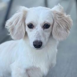 Dachshund puppies from Martin’s Doxies