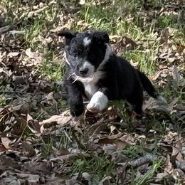 Maisie - Black and white female Border Collie puppy in Paris, Texas from Broadmoor Farm