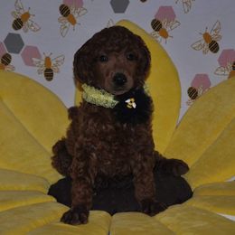 Poodle Puppies from Noblelee Kennel