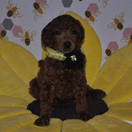 Poodle Puppies from Noblelee Kennel