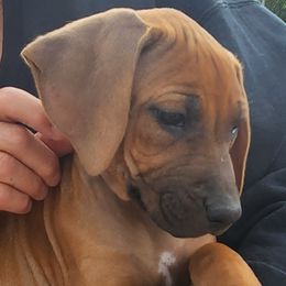 Ms. Pink - Red wheaten female Rhodesian Ridgeback puppy in Chino Valley, Arizona from Courage Rhodesian Ridgebacks