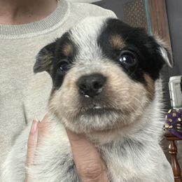 Boy 2 - Blue male Australian Cattle Dog puppy in Norton, Ohio from Australian Cattle Dog Company