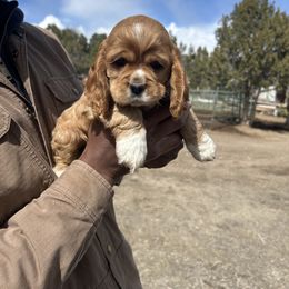Cocker Spaniel Puppies from Hidden Valley Cocker Spaniels