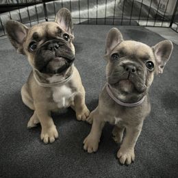 French Bulldog Puppies from A Cute Pair of Frenchies