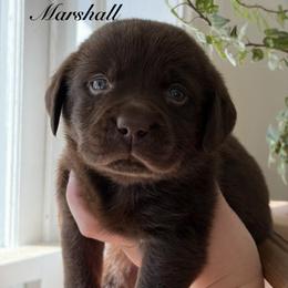 Marshall - Chocolate male Labrador Retriever puppy in Tomahawk, Wisconsin from Mahner Labs