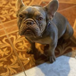 UMAGA - French Bulldog