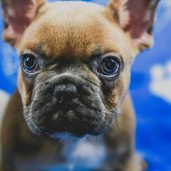 French Bulldog Puppies from All Frenchied Up