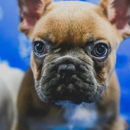 French Bulldog Puppies from All Frenchied Up