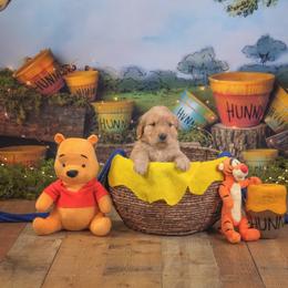 Toni - Golden male Golden Retriever puppy in Sierra Vista, Arizona from Golden Borealis