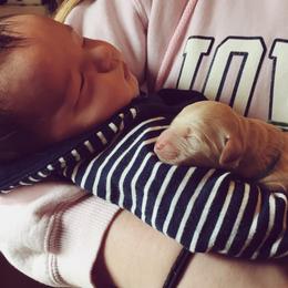 Goldendoodle Puppies from Luneckas Litters