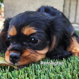 Cavalier King Charles Spaniel Puppies from Above All Else Love