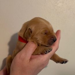 Red Collar Girl - Dark golden female Golden Retriever puppy in Salisbury, North Carolina from Piedmont Golden Retrievers