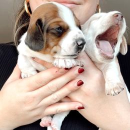 Dachshund Puppies from Magnolia Dachshunds