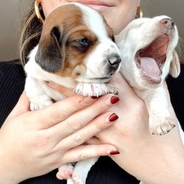 Dachshund Puppies from Magnolia Dachshunds