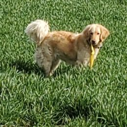 Lilly - Goldendoodle