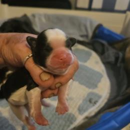 Comet - Black and white male Shih Tzu puppy in Cook County, Illinois from My Tzu Crew