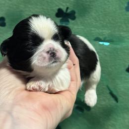 Colleen - Black and white female Shih Tzu puppy in Sharon, Pennsylvania from Keystone Danes and Shih tzus