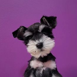 Miniature Schnauzers from Puppy Bayou of the Ozarks