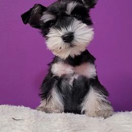 Miniature Schnauzers from Puppy Bayou of the Ozarks