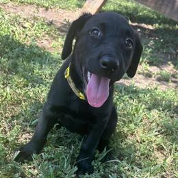 Labrador Retrievers from Diamond M Retrievers