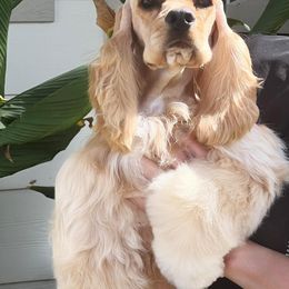 Bailey - Cocker Spaniel
