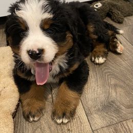 Levi - Black rust and white male Bernese Mountain Dog puppy in Rural Retreat, Virginia from Bernese Bunker