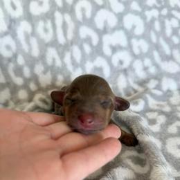Java - Chocolate and tan male Dachshund puppy in Stamford, Texas from West Texas Miniature Dachshunds