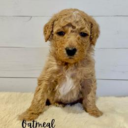 Oatmeal - Apricot female Goldendoodle puppy in Taylorsville, North Carolina from Doggone Dixie Doodles