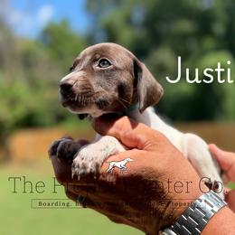Justice - female German Shorthaired Pointer puppy in Six Mile, South Carolina from The Proper Pointer Co.