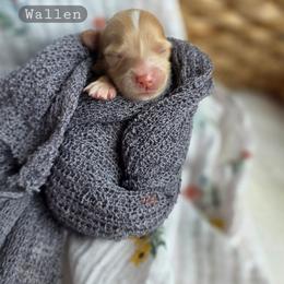 Wallen - male Cavapoochon puppy in Bullard, Texas from Cavapoochon Central LLC