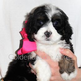Bernedoodle and Goldendoodle Puppies from Goldendoodle Acres